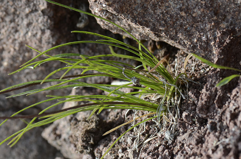 Phyteuma hemisphaericum / Raponzolo alpino